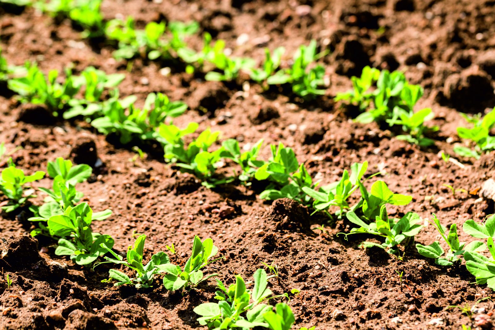 Young row crop in the field – the ideal application for the in-row cultivator
