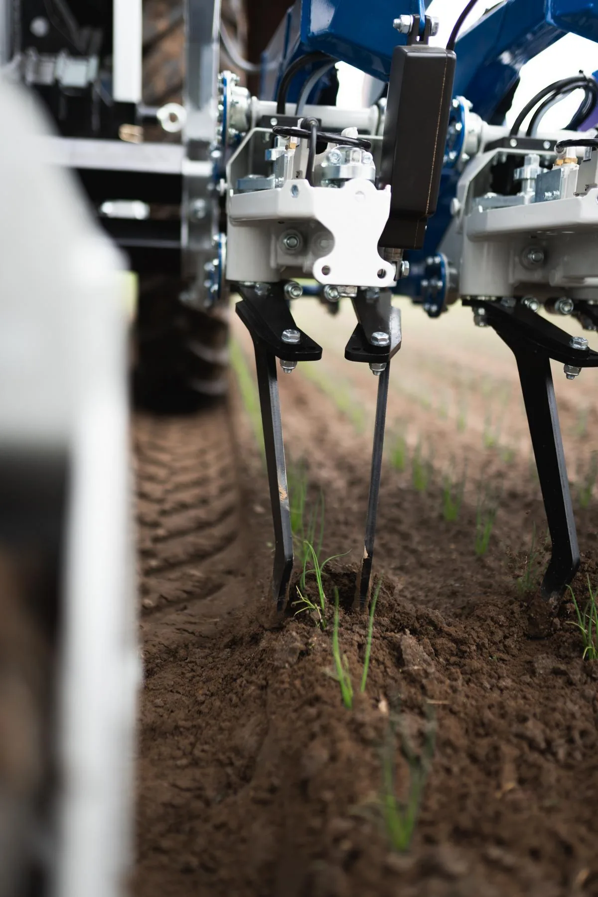 Binage sur le rang – désherbage mécanique au plus près de la plante cultivée