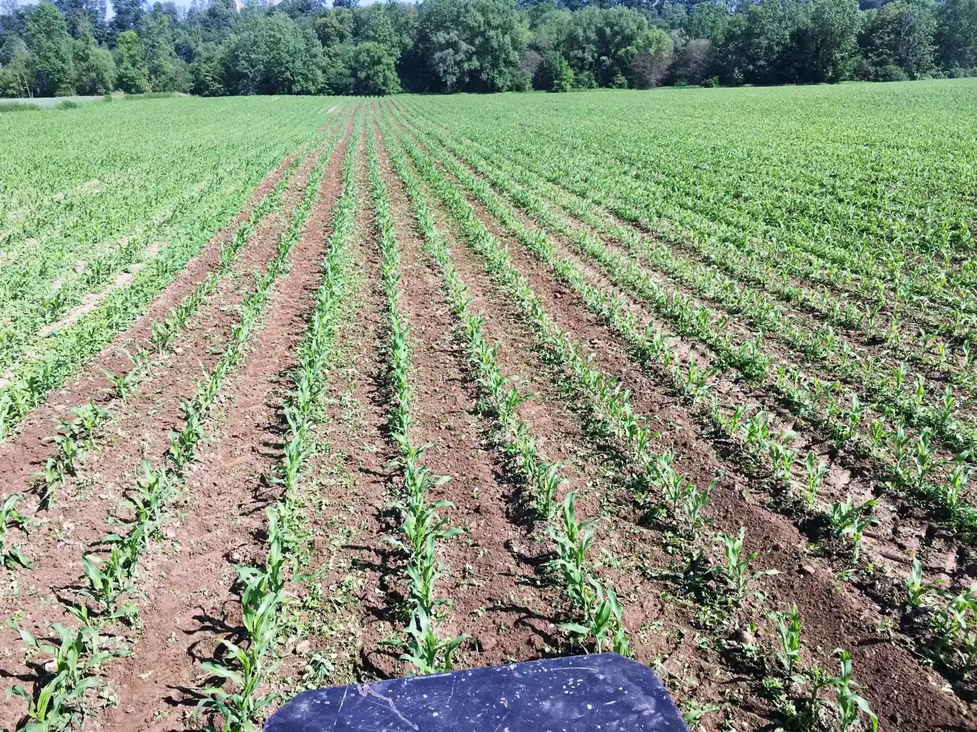 Pielnik VarioCHOP w praktyce u klienta